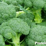 Protein Diet Protein Diets-High-Protein Low Protein Nutrition Diets
